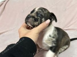 Puppies for Sale!