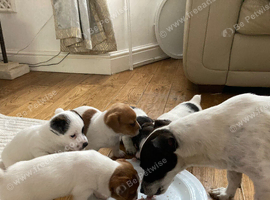 JACK RUSSELL TERRIOR