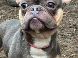 Blue & tan French bulldog