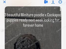 3 cockapoo puppies girls