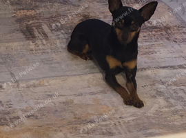 Female Miniature Pinscher
