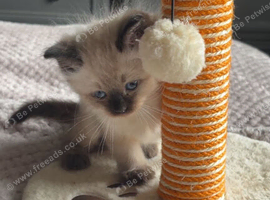 Female rag doll