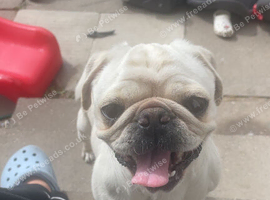 Pug bitch