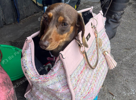 Female dachshund pup