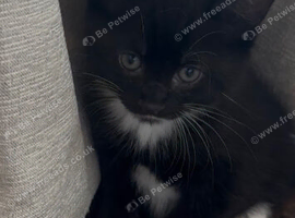 tuxedo kitten
