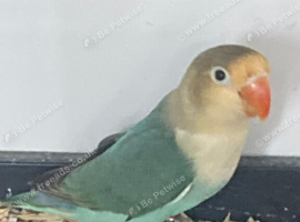 Baby love birds