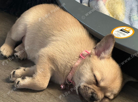 Frenchie