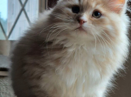 Female Siberian Kitten