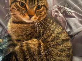 14month cat Leo