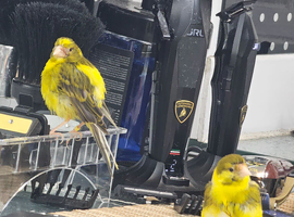 2 green and yellow canaries