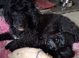 Gorgeous Toy Poodles