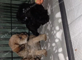 Stunning Shihpoos puppies