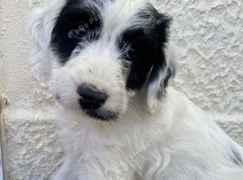 Beautiful cockapoo puppies