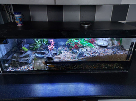 Full set up, Mudskipper, Molly, frogs