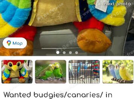 BIRD WOMAN OF WEYBRIDGE CAN OFFER A HOME TO BIRDS