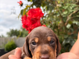 Beautiful Miniature Dachshund Puppies &ndash; 2 Females Available