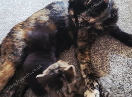 Tabby and black avaliable