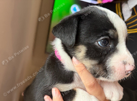 BULLDOG X BORDER COLLIE PUPPIES
