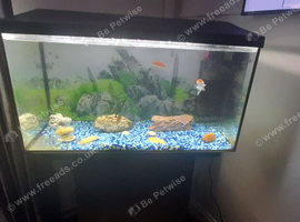 Fish tank