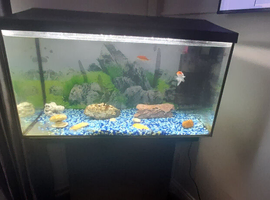 Fish tank with stand, fish and accessories