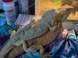 Baby bearded dragons