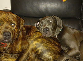Stud only 2 years brindle mastiff cross