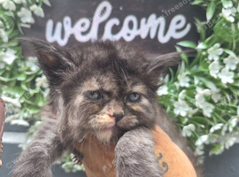 Ragdol x persian kittens