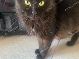 Stunning girl for rehoming