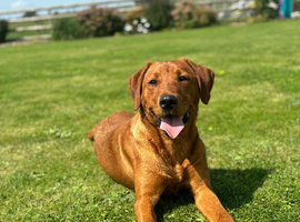 3 fox red boy puppies available !