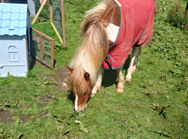Gorgeous gelding for sale