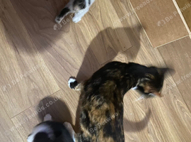 Beautiful kittens