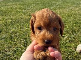 Small F1b COCKAPOO Puppies (mini cockapoo x toy poodle)