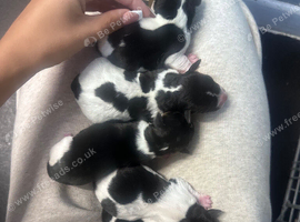 Traditional Jack Russel puppies