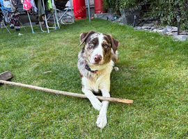 Border Collie X Labrador Male