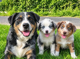 Gorgeous collie puppies