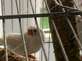 Free to good home zebra finch eight months old with cage female Glasgow area