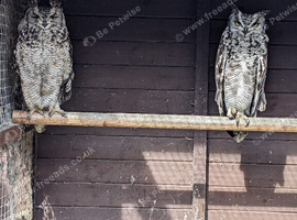 Proven breeding pair of African spotted eagle owls