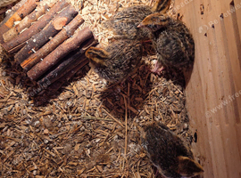 Coturnix Quail chicks