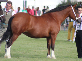Mitcharon welsh lady