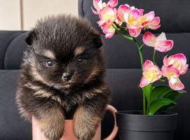 Stunning Pomeranian puppies