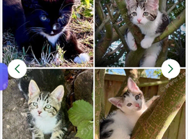 4 beautiful kittens ready now &pound;100 each