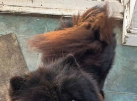 2 adult chows