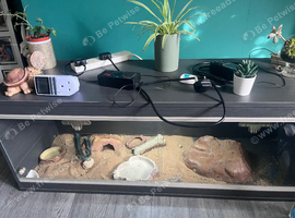Wanted baby sulcata