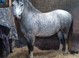 Welsh mountain gelding