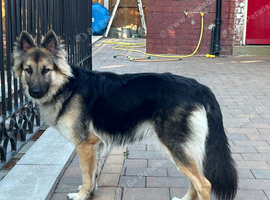 German Shepherd / Samoyed Mix Seeking New Home