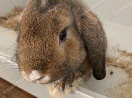 Rabbit