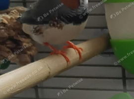 Pair Of Zebra Finches