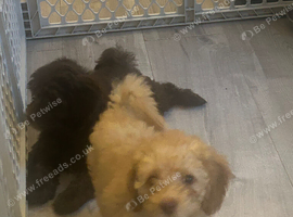 3 female cavapoos