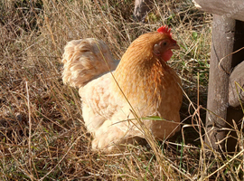 Fertile Pekin Bantam Eggs