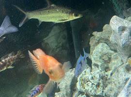 Mixed Malawi Cichlids